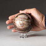 Genuine Polished Petrified Wood Sphere + Acrylic Display Stand // V1