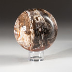 Genuine Polished Petrified Wood Sphere + Acrylic Display Stand // V1