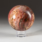 Genuine Polished Petrified Wood Sphere + Acrylic Display Stand