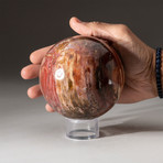 Genuine Polished Petrified Wood Sphere + Acrylic Display Stand