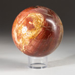 Genuine Polished Petrified Wood Sphere + Acrylic Display Stand // V2