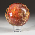 Genuine Polished Petrified Wood Sphere + Acrylic Display Stand // V2