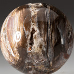 Genuine Polished Petrified Wood Sphere + Acrylic Display Stand // V1