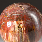 Genuine Polished Petrified Wood Sphere + Acrylic Display Stand