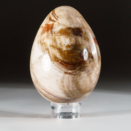 Petrified Wood Egg + Acrylic Display Stand // V1