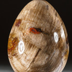 Petrified Wood Egg + Acrylic Display Stand // V1