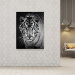 White Tiger (24"W x 16"H x 1.5"D)