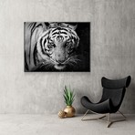 White Tiger Portrait (24"W x 16"H x 1.5"D)