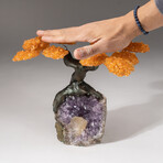 The Money Tree // Genuine Custom Citrine Clustered Gemstone Tree + Amethyst Matrix with Calcite Crystal