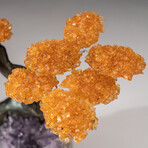 The Money Tree // Genuine Custom Citrine Clustered Gemstone Tree + Amethyst Matrix with Calcite Crystal