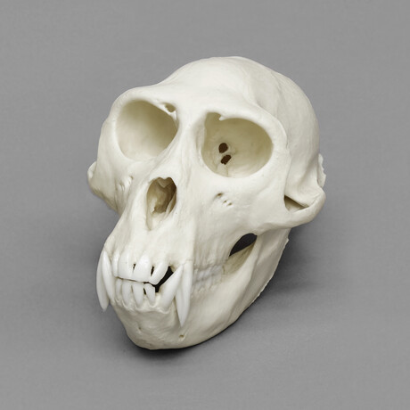 Rhesus Macaque Skull