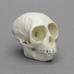 Talapoin Monkey Skull