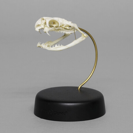 Black Mamba Skull + Stand 