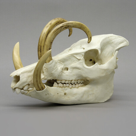 Babirusa Skull