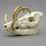 Babirusa Skull