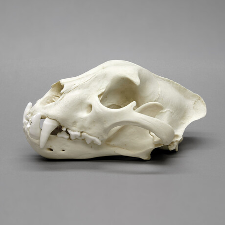 Male Jaguar Skull + Stand