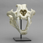 Male Siberian Tiger Skull + Stand