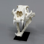 Male African Lion Skull + Stand