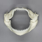 Kitefin Shark Jaw