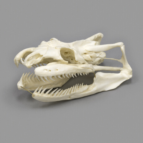 Anaconda Skull