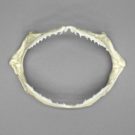 Sharpnose Sevengill Shark Jaw