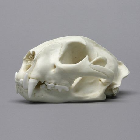 Male Cougar Skull + Stand