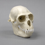 Colobus Monkey Skull