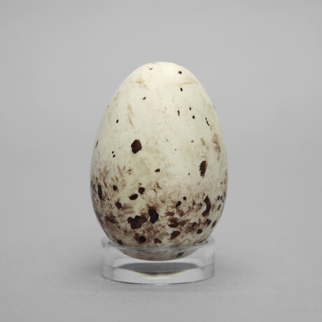 Turkey Vulture Egg