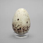 Turkey Vulture Egg