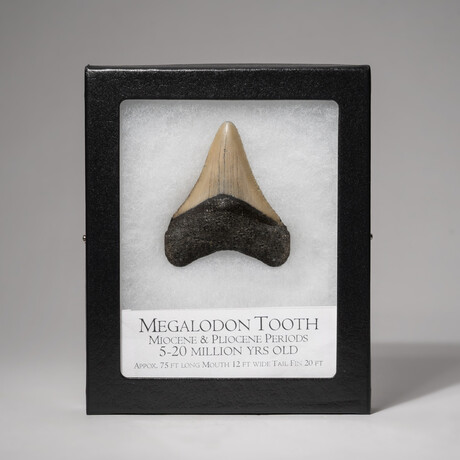 Genuine 3-4" Megalodon Shark Tooth + Display Box