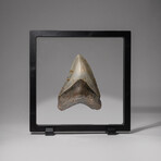 Genuine Megalodon Shark Tooth + Display Frame // V10