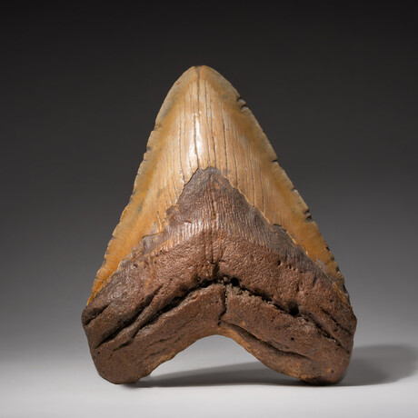 Genuine Megalodon Shark Tooth In Display Box // Large // V6