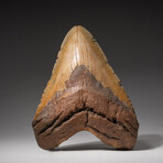 Genuine Megalodon Shark Tooth In Display Box // Large // V6