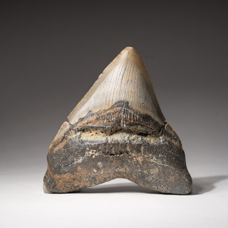 Genuine Megalodon Shark Tooth In Display Box // V11