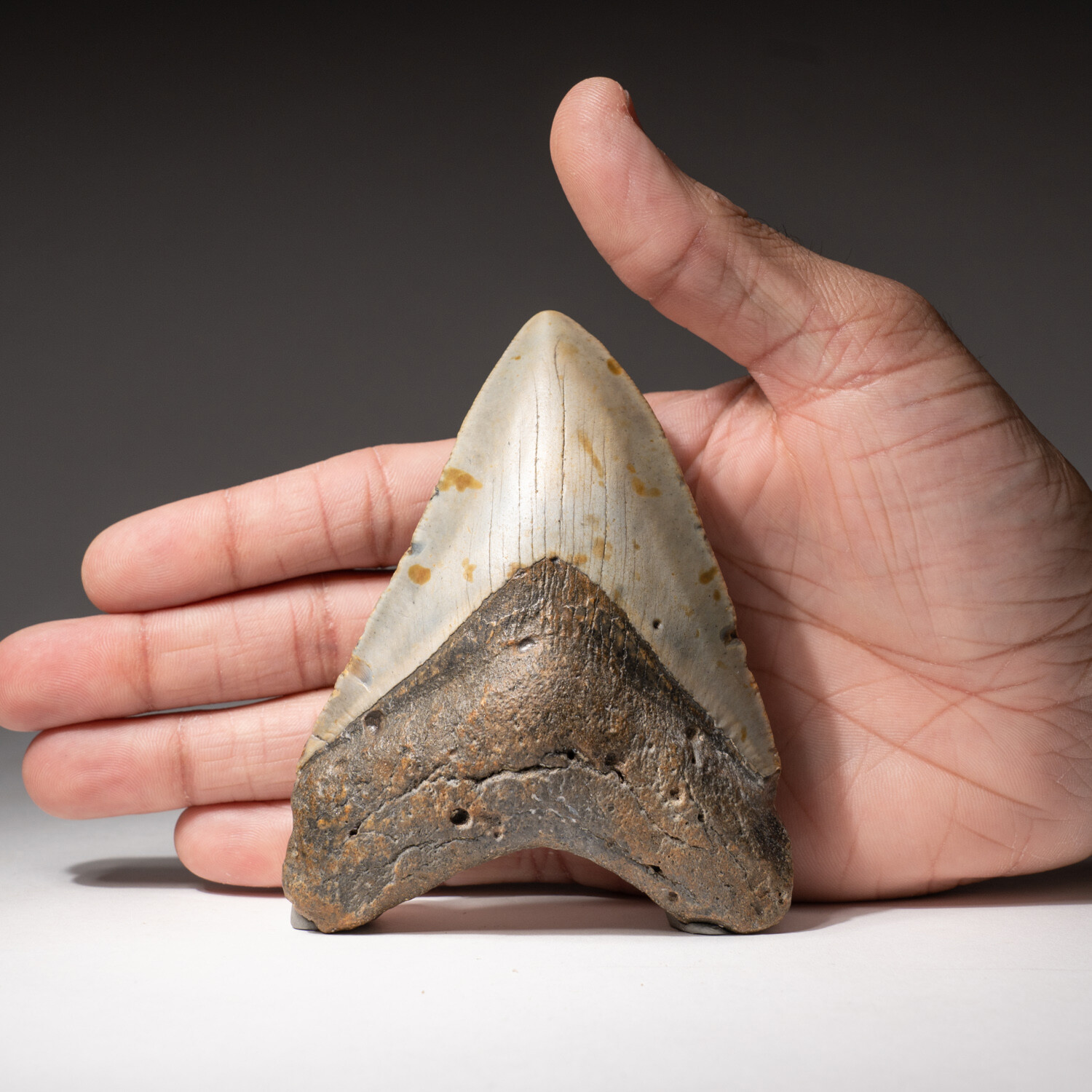 Genuine Megalodon Shark Tooth + Display Frame // V10 - Astro Gallery ...