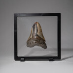 Genuine Megalodon Shark Tooth + Display Frame // V5