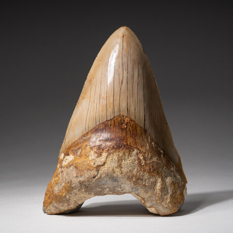 Genuine Megalodon Shark Tooth In Display Box // Large // V4