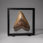 Genuine Megalodon Shark Tooth In Display Box // Large // V6
