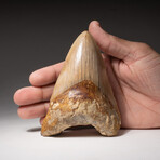 Genuine Megalodon Shark Tooth In Display Box // Large // V4
