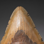 Genuine Megalodon Shark Tooth In Display Box // Large // V6