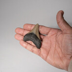 Genuine 3-4" Megalodon Shark Tooth + Display Box