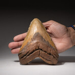 Genuine Megalodon Shark Tooth In Display Box // Large // V6