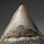 Genuine Megalodon Shark Tooth In Display Box // V11