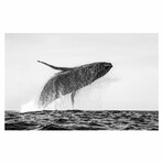 Whale Breach (47"W x 31.5''H)