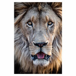 Lion Stare (31.5"W x 47''H)
