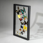 Genuine Butterflies in Display Frame // 16 Butterflies