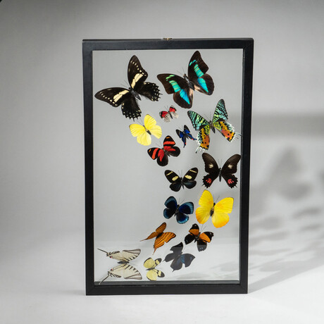 Genuine Butterflies in Display Frame // 16 Butterflies