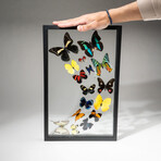 Genuine Butterflies in Display Frame // 16 Butterflies