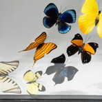 Genuine Butterflies in Display Frame // 16 Butterflies