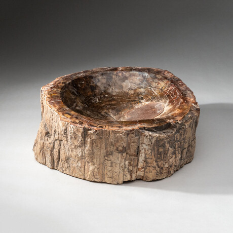 Genuine Polished Petrified Wood Bowl // V2